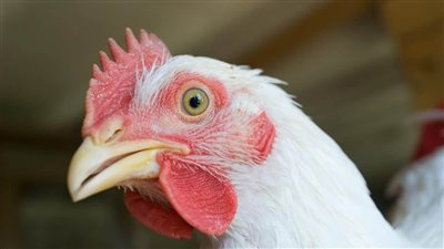 أسعار الدواجن اليوم للمستهلك،استقرار ملحوظ في الأسعار