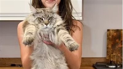 ميرفي.. قط ضخم بحجم وشكل أسد يثير حيرة من يراه