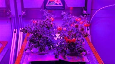 ناسا تخطط لزراعة الطماطم في الفضاء