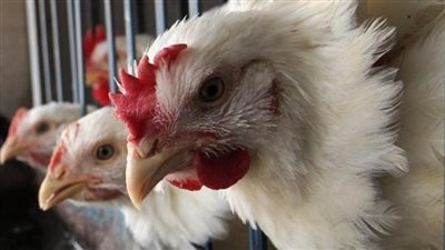 أسعار الدواجن اليوم 5-12-2022 في مصر