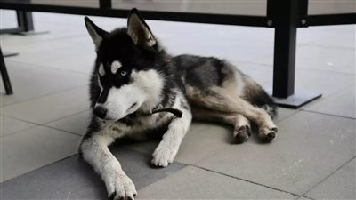 عالم أزهري يحسم الجدل في حكم تربية الكلاب بالمنزل ووشم السيدات