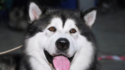 كلب وفي يحضر على مدى عامين إلى مكتب صاحبه المتوفى في ياقوتيا