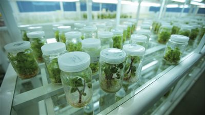  حقيقة عرض إسرائيل على مصر إنشاء بنك جينات لزيادة المحاصيل الزراعية