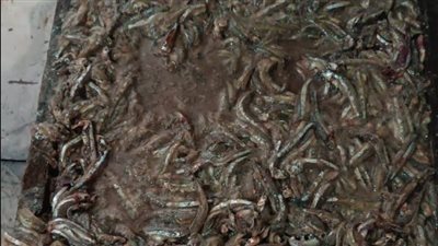 حملات بيطرية للتفتيش على محلات الجزارة والأسماك بالإسماعيلية | صور