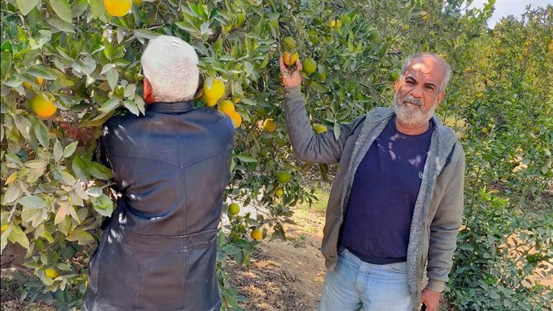 مصائد ذبابتي الفاكهة