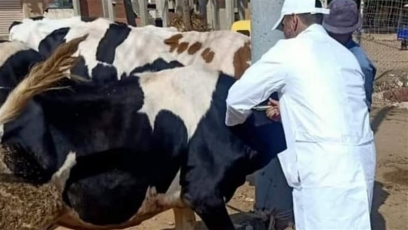 تحصين الماشية ضد