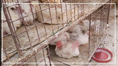 منتجو الدواجن يستغيثون بالحكومة والمركزي بسبب تكلفة الكتكوت وسعره