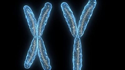 دراسة تحذر من اختفاء الكروموسوم الذكري، هل ينقرض الرجال؟