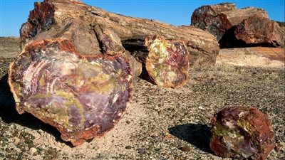 الجمارك تسلم وزارة البيئة أشجار متحجرة تعود لـ35 مليون سنة بالدخيلة