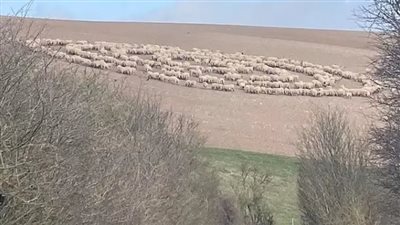 الحيوانات مازالت تدور حول نفسها.. ماذا عن اللغز الغامض؟ فيديو وصور