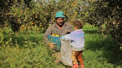 فرحة وابتسامة من القلب.. 16 صورة ترصد حصاد البرتقال في المنوفية
