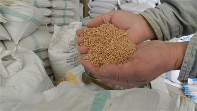 الصناعات الغذائية: توقعات بارتفاع أسعار القمح عالميا في 2023 