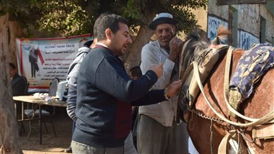 جامعة السادات تطلق قافلة بيطرية وزراعية بقرية كفر أبو الحسن