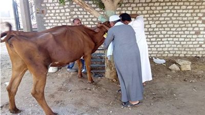 تحصين 62 ألف رأس ماشية ضد الحمى القلاعية والوادي المتصدع ببني سويف