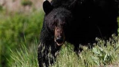 هجوم قاتل من 3 دببة سوداء على مربيها وزوجته بكوريا الجنوبية