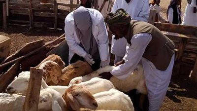 الزراعة: تحصين 4 ملايين رأس ماشية ضد الحمى القلاعية وحمى الوادي المتصدع