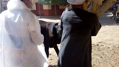 تحصين 67 ألف رأس ماشية ضد الحمى القلاعية والوادي المتصدع ببني سويف