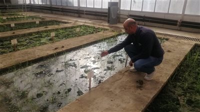  باحثو مركز الأرز بكفرالشيخ ينجحون فى إنتاج سلالات تواجه التغيرات المناخية (فيديو)