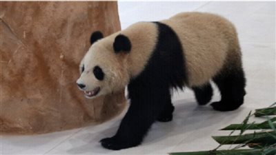  كأس العالم 2022، الباندا سهيل يتوقع الفائز في مباراة المغرب والبرتغال (فيديو)