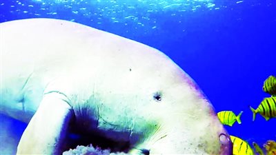 150 ألف نوع بحري مهددة بالانقراض