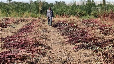 بدء موسم حصاد الكركديه في حقول الضبعية بالأقصر (صور)