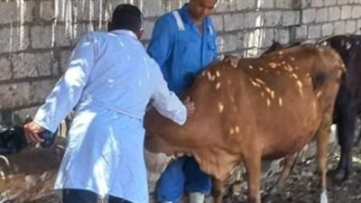 تحصين 392374 رأس ماشية ضد الحمى القلاعية بالبحيرة (صور)