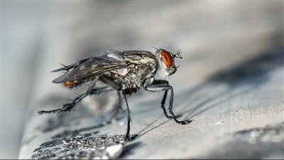 قلق علمي من تناقص أعداد الحشرات على لوحات أرقام السيارات، ما السر 