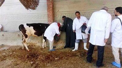تحصين 427 ألف رأس ماشية ضد الحمى القلاعية بالبحيرة 