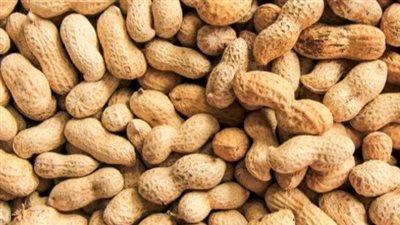 61 مليون دولار صادرات مصر من الفول السوداني في أول 9 أشهر من 2022