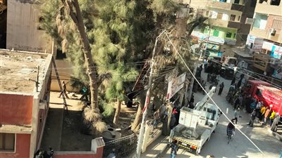 النسانيس تثير ذعر المترددين على مستشفى طهطا بسوهاج (صور)