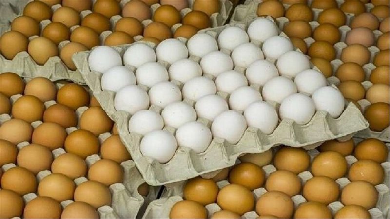 بورصة البيض اليوم،