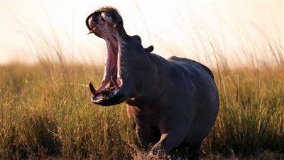 فرس نهر يحاول ابتلاع طفل عمره عامان (صور)