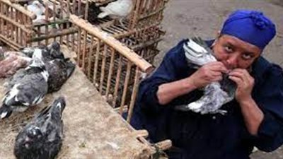 بعد فيروس الإبل، مستشار الرئيس للصحة يحذر من إطعام الحمام عن طريق الفم