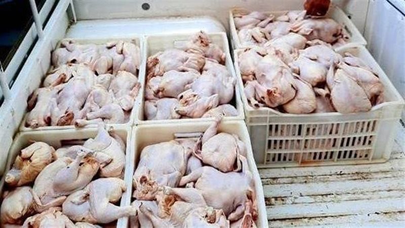 دواجن فاسدة،فيتو