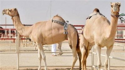 أسباب وأعراض فيروس الإبل وطرق الوقاية منه