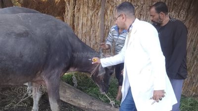تحصين 238 ألف رأس ماشية ضد الحمى القلاعية وحمى الوادي المتصدع بالغربية