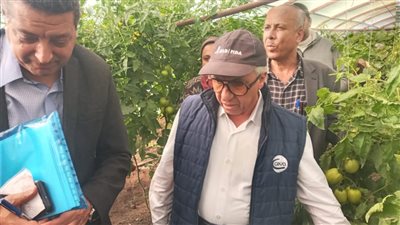 معهد البحوث الزراعية ينظم يومًا حقليًا لأصناف الطماطم الجديدة