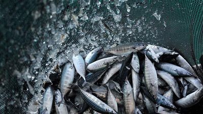 خطر الانقراض بسبب الجفاف يهدد ثروات نهري دجلة والفرات