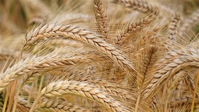  زراعة 85 ألف فدان قمح في المنوفية 