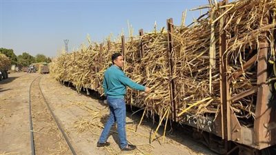 مطالب برلمانية برفع سعر توريد طن قصب السكر لـ1500 جنيه 