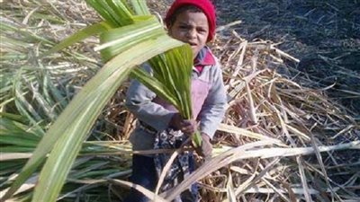 مصادر: الحكومة تعلن عن زيادة أسعار توريد القصب والبنجر اليوم 