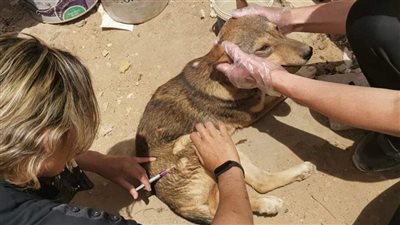 اليوم، حملة تطعيم جماعي لكلاب حي جنوب الجيزة