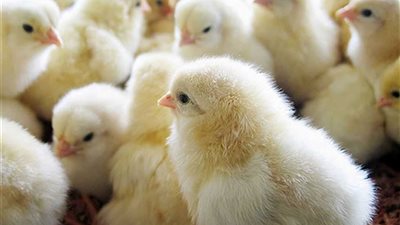  مبادرة لتوزيع 22 ألف كتكوت مجانًا على الأسر الأولى بالرعاية في القليوبية