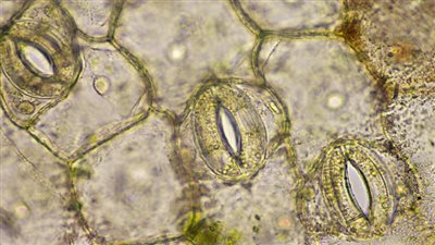 ظهور نباتات تتنفس من خلال أفواه تفتح وتغلق