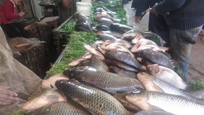 نرصد أسباب ارتفاع أسعار الأسماك بمحافظة كفرالشيخ (فيديو)