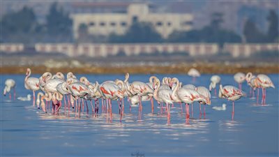 تفاصيل انطلاق النسخة الأولى لمهرجان بورسعيد لمراقبة وتصوير الطيور