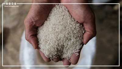 رئيس شعبة الأرز يكشف السعر العادل والمربح للتجار والمزارعين (فيديو)