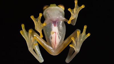 دراسة تكشف كيف تخفي ضفادع الزجاج خلايا دمها لتصبح شفافة 