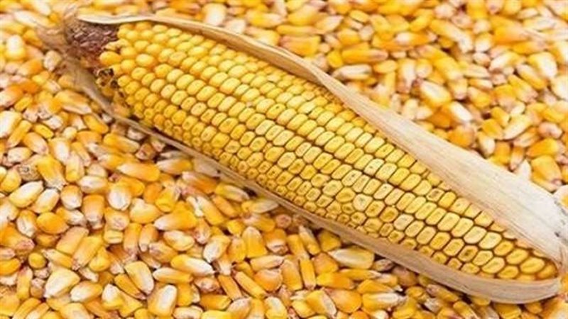 اسعار الذرة ترتفع,فيتو