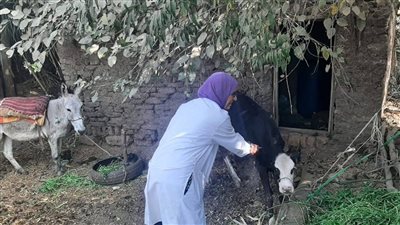 بيطري المنوفية: تحصين 329 ألف رأس ماشية وأغنام